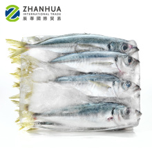 frozen pacific mackerel saba fish high quality from China